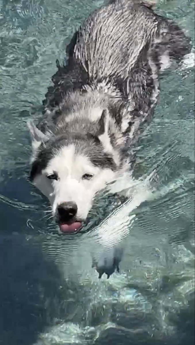 PepitaCorona's tweet photo. Everyone is ♥️ing Unique #cardenals #mydogs #huskylove #dogsoftwitter #misperros #sweetlabrador guess who’s the Alpha 😂😂😂👀  #DogLovers  #dogvibes #misperros Sweet😴 https://t.co/DooHJQ7qwB