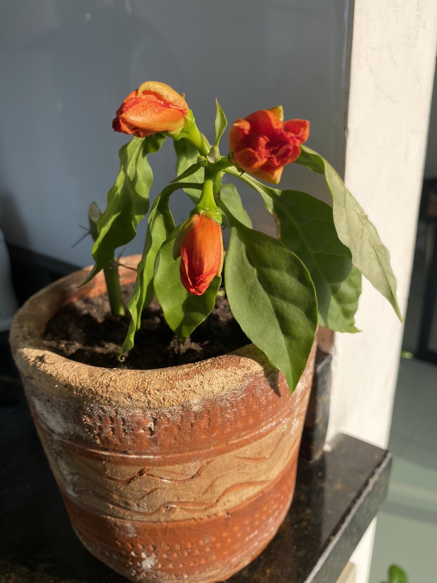 Carolina_Ethel's tweet photo. El popular #Bleo
#Rosecactus #Pereskia
#MaticasBacanas https://t.co/DLhlWtawTM