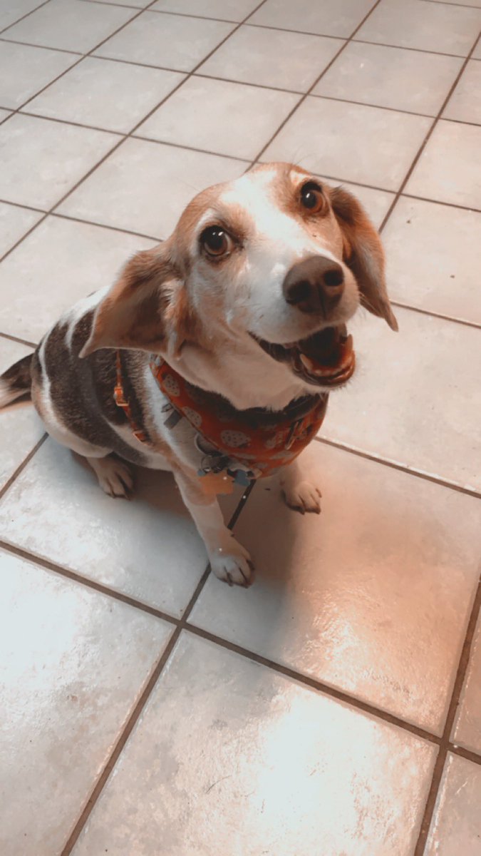 Happy national beagle day 🩷