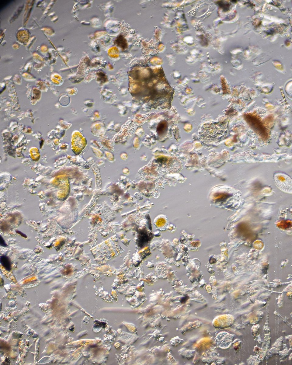 MicrobeGuru's tweet photo. Plankton Net Tow Sample from Acapulco Bay

Diatoms, Dinos, Tintinnids, Radiolarians and many more groups.

~40x + various crops https://t.co/YtR90LaP4Z