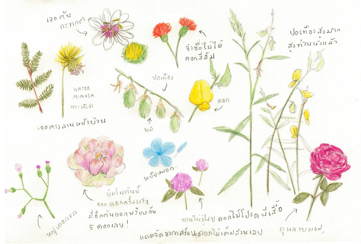 สวนหน้าร้อนนี่สดใสมีชีวิตชีวามาก แต่ก็ร้อนมากด้วย อยู่ได้ห้านาทีเท่านั้น 55555 🫠
#honeyherbsnaturejournal