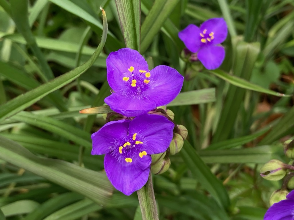 今日は、#植物学の日。植物学者・牧野富太郎の誕生日。1500種類以上の植物に和名や学名を付けたそう。明治時代に日本に入ってきたムラサキツユクサ ...