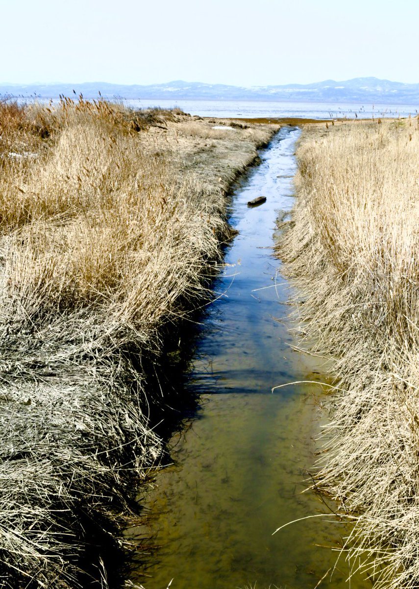 Pat Grew tweet media