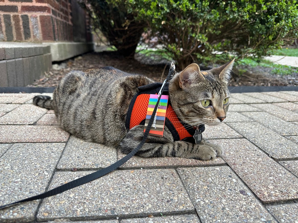 theleoji's tweet photo. Meet Mimi, a very good kitty whom I'm catsitting, looks suspiciously like Troy.
#cat #CatPicture #kitty #CatsAreFamily #meow #cute #Caturday #catsofchicago #chicagocat #chicagokitty #cat #cats #catlife #mycat #cats_of_the_world #catlifeπΎ #catfriends #kittensnuggles https://t.co/8SujvchMT5