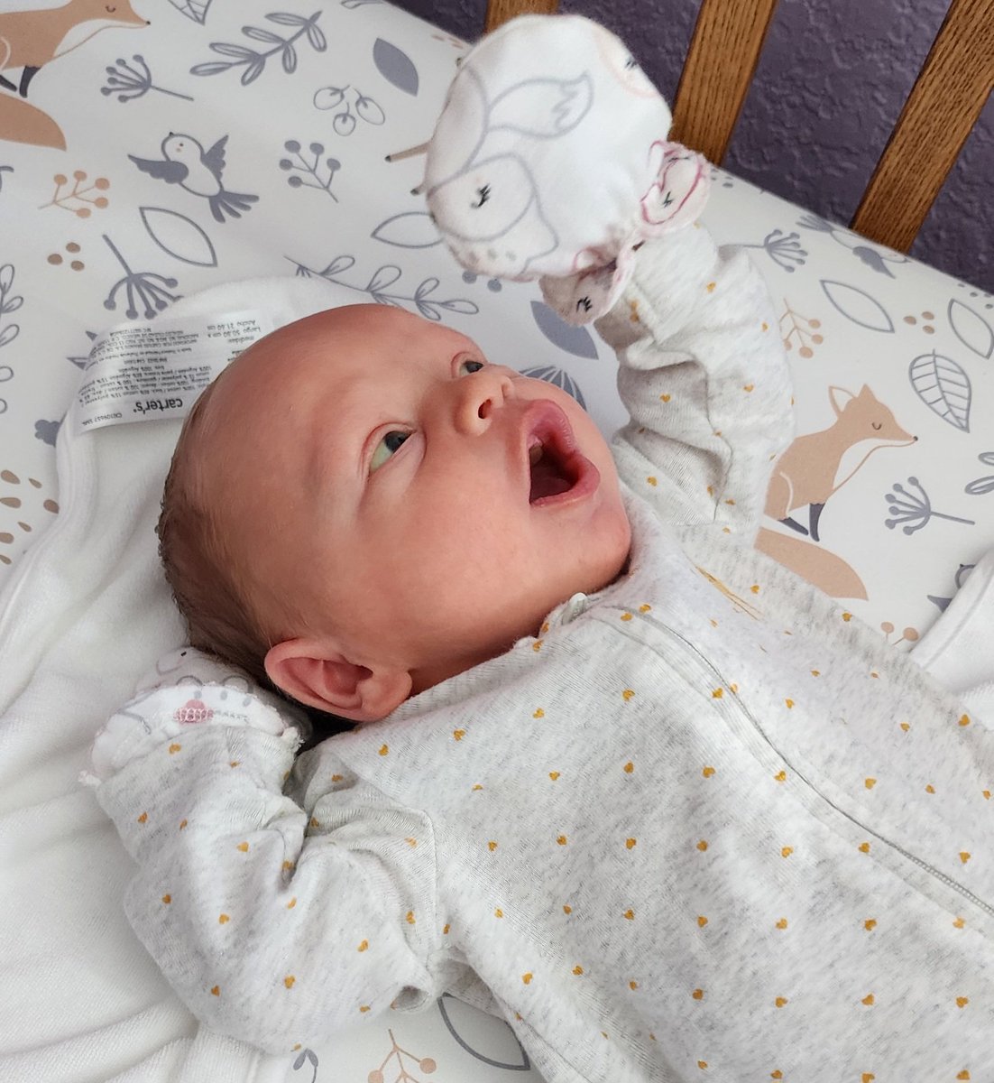 chibidorie's tweet photo. My smol 2 week old baby girl Amelia 💜 https://t.co/suSG3GPn9r