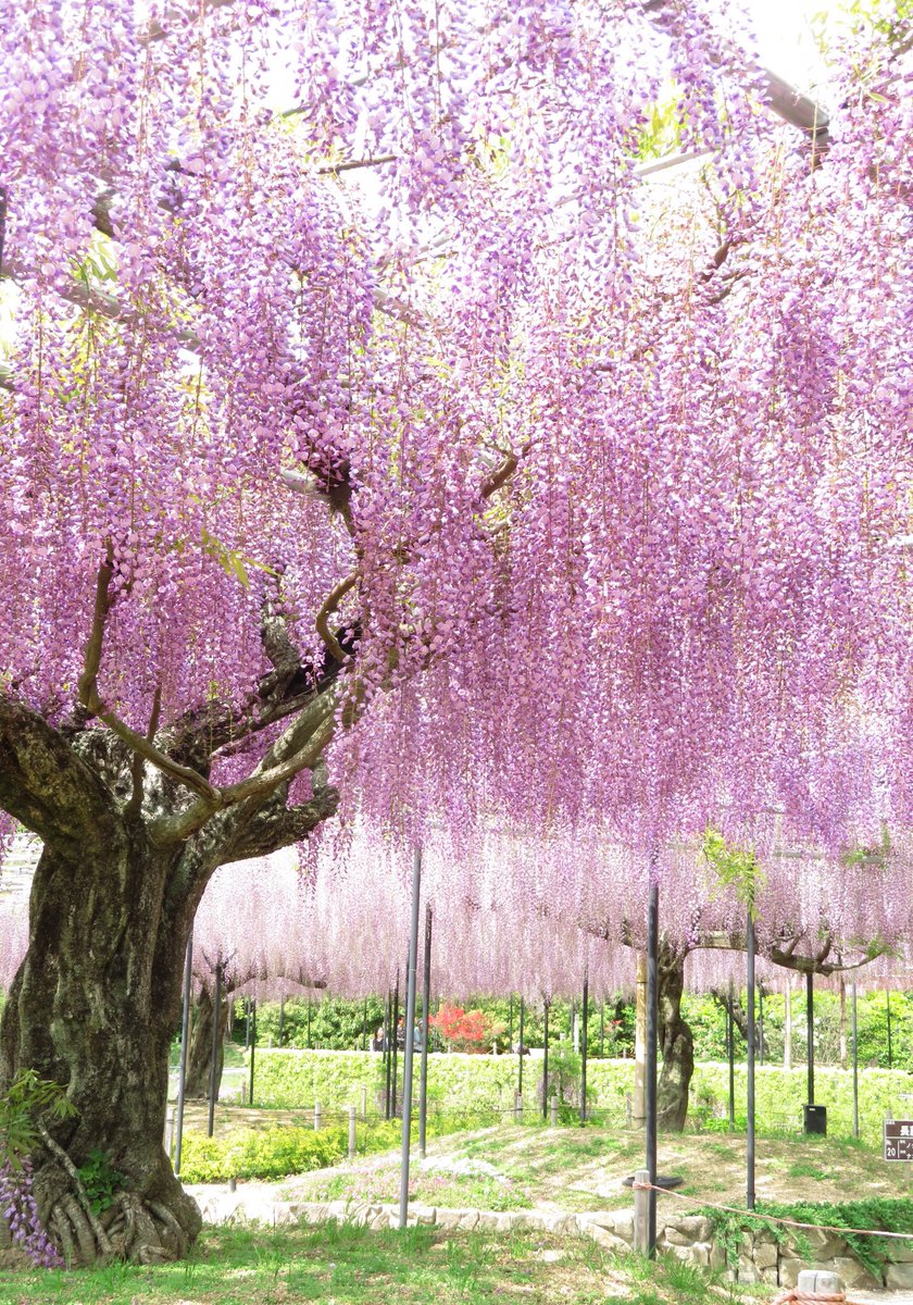 yuuunaaagi's tweet photo. 圧巻の藤の花でした。

#レッドヒルヒーサーの森 
#藤
#写真好きな人と繋がりたい https://t.co/1kWOsupjd2