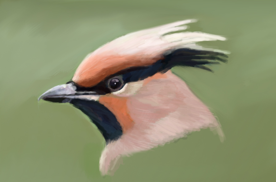 keithcarrick2's tweet photo. Japanese waxwing.Head study.#digitalart #digitalillustration #BirdsOfTwitter https://t.co/sAV4gzCjva