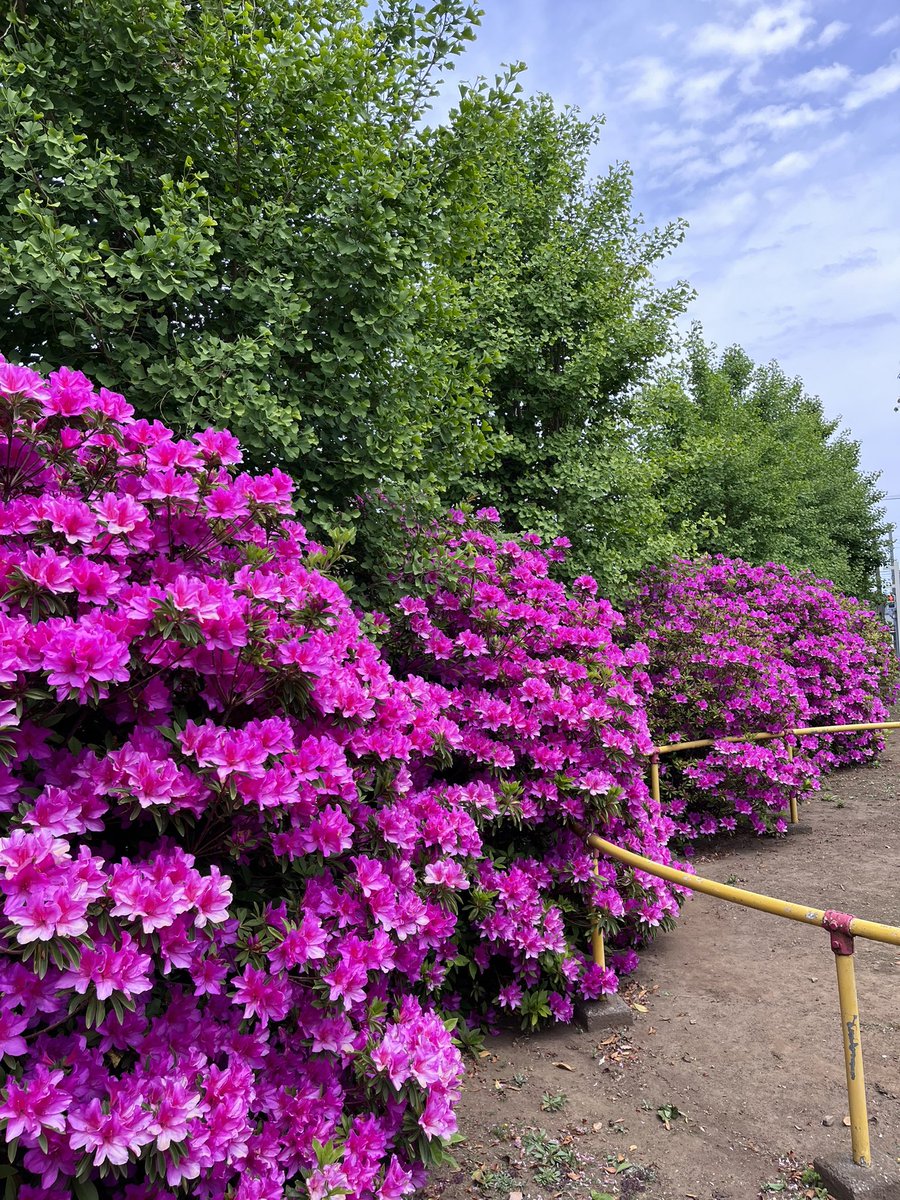hidemarupapa's tweet photo. 前の公園のツツジがすごいね！ https://t.co/nrJJ2NuHtA