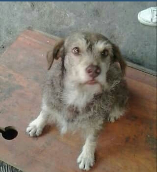 clarisve's tweet photo. El es Canelo y se perdió ayer por el centro de Caracas, es un viejito nervioso que no sabe andar en la calle. Por favor ayúdenme a difundir. https://t.co/JylmdcIR5J