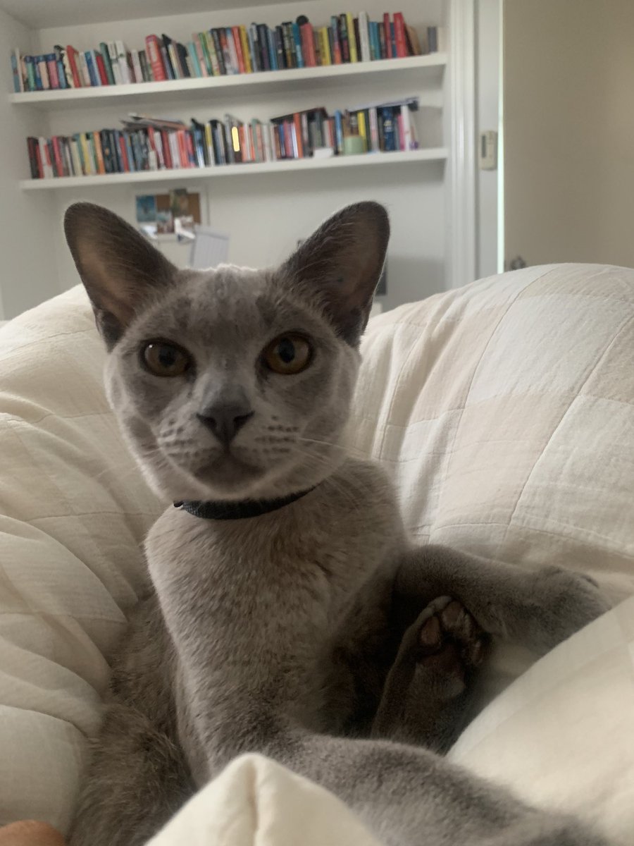mayaocall's tweet photo. Been looking after this cat for the last week! And it still scares me 😳 https://t.co/p4OODv8o8C