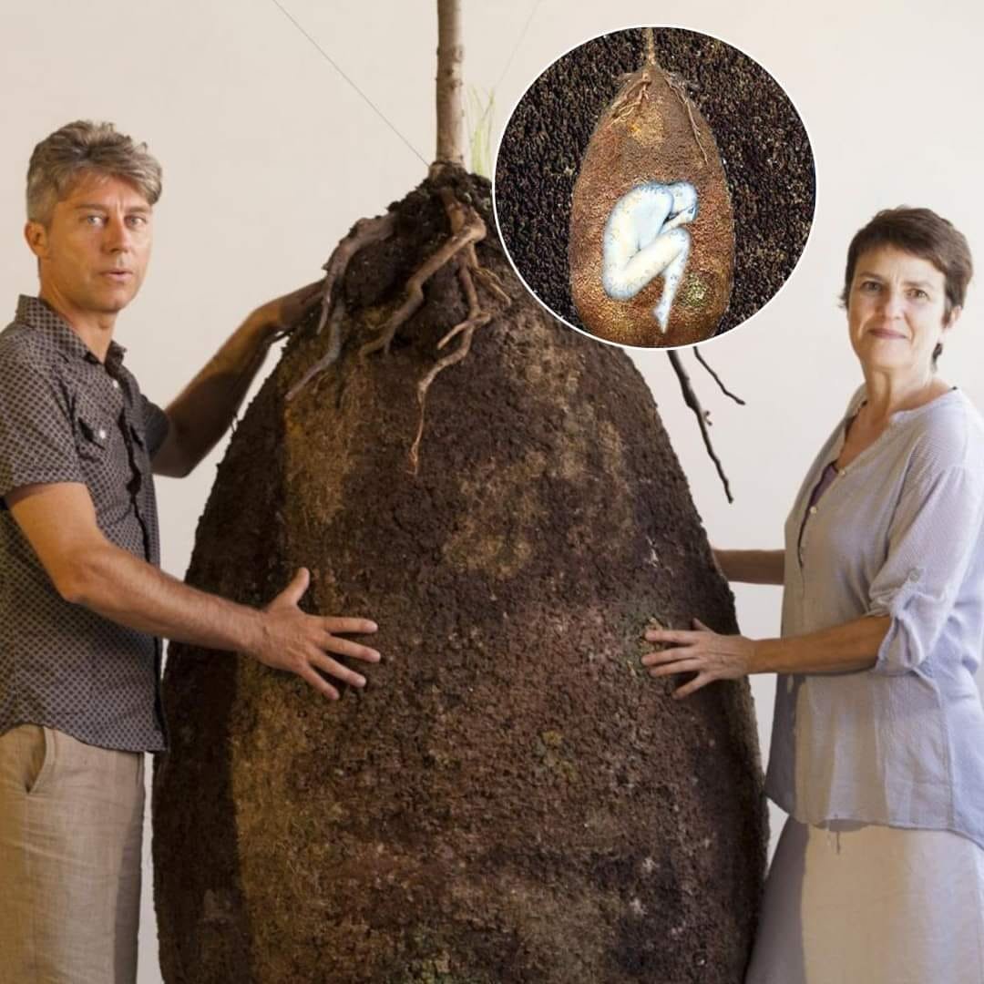 poptime's tweet photo. 🚨 Há 10 anos, designers criavam uma capsula biodegradável feita de bioplástico, para substituir os funerais convencionais.

Dessa maneira, uma árvore é plantada logo em cima, de forma que o corpo da pessoa falecida promova os nutrientes necessários para auxiliar no crescimento da planta. O objetivo é que se crie um cemitério de árvores “sagradas”!