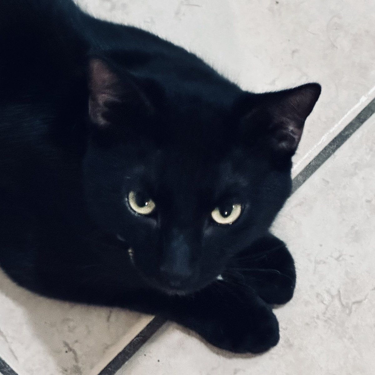 Shazari20's tweet photo. Love my little Wallace ๐ค๐๐ค #lucifer #disneycat https://t.co/dnRlVxkpV2