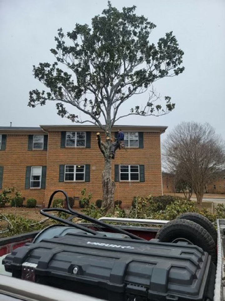 huntsvilletree2's tweet image. Huntsville Tree Service specialty is tree removal Huntsville AL.  If you have a diseased tree, a tre with dead limbs or a tree too close to power lines, consider taking it down for your safety!   #TreeRemovalHuntsvilleAL  #AffordableTreeServiceHuntsvilleAl #EmergencyTreeService