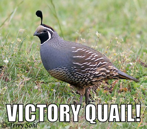 VictoryQuail's tweet photo. The #RepublicFC summoned the #VictoryQuail in their victory over Detroit in #SACvDET! #USLChampionship https://t.co/tCOC6UEbYT