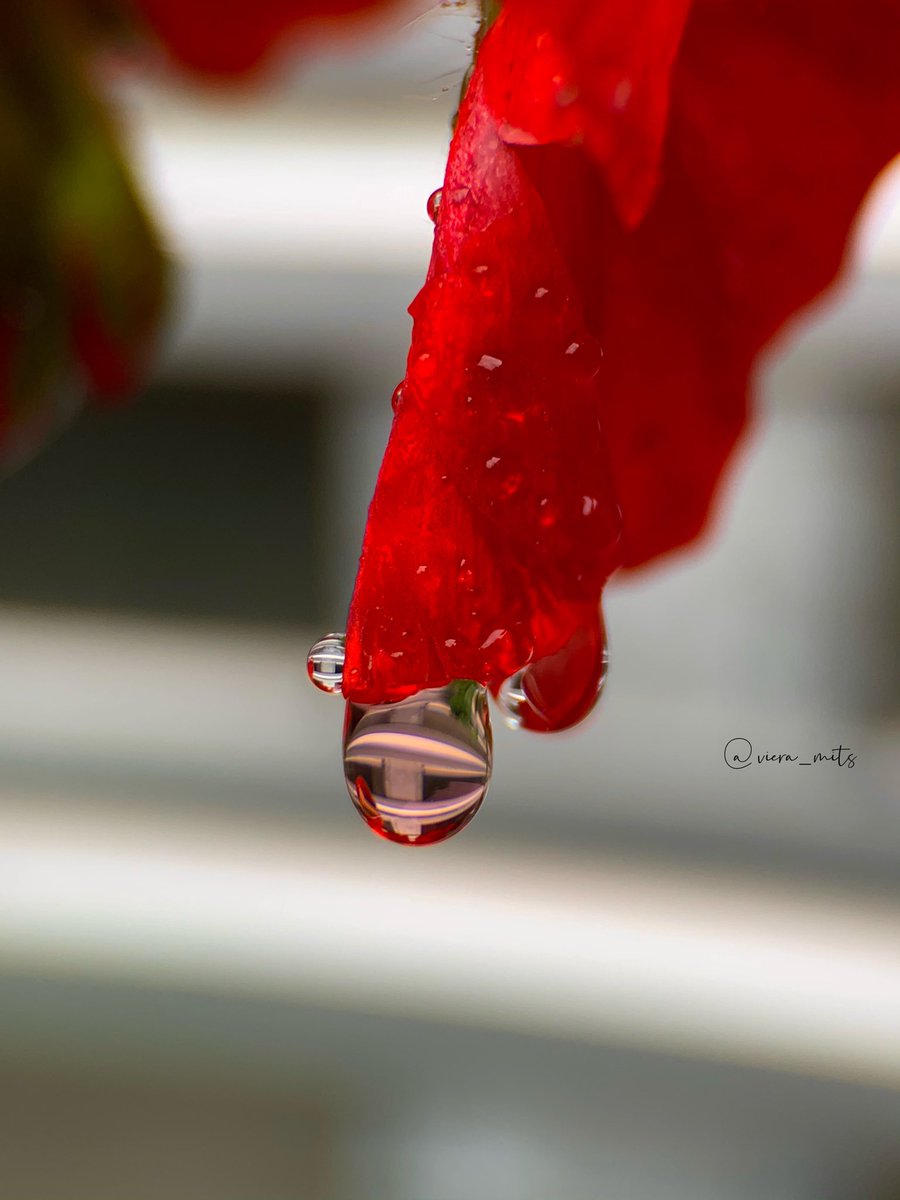 Lovely 💧💜

#NatureBeauty #Naturephography #droplet #waterdroplets