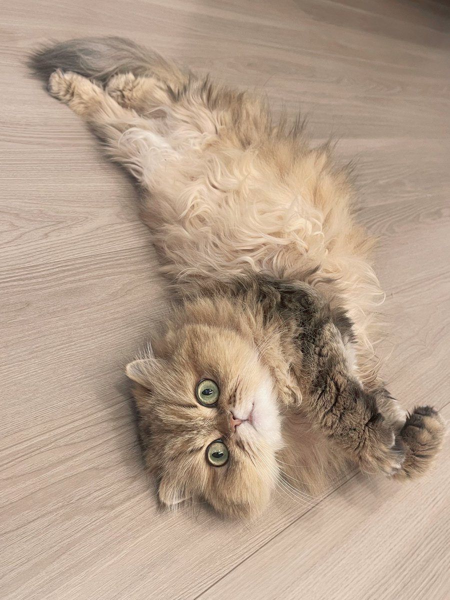 mizuki__panda's tweet photo. ねこになりたい🐈 https://t.co/lTnCAIJ8di