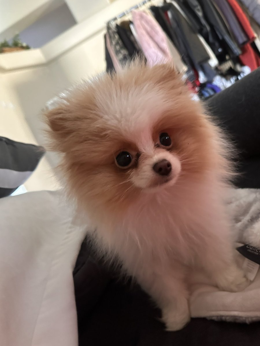 Rtist_One's tweet image. Hey there teddy bear!!! #TheodoreRexBear #Pomeranian #Love