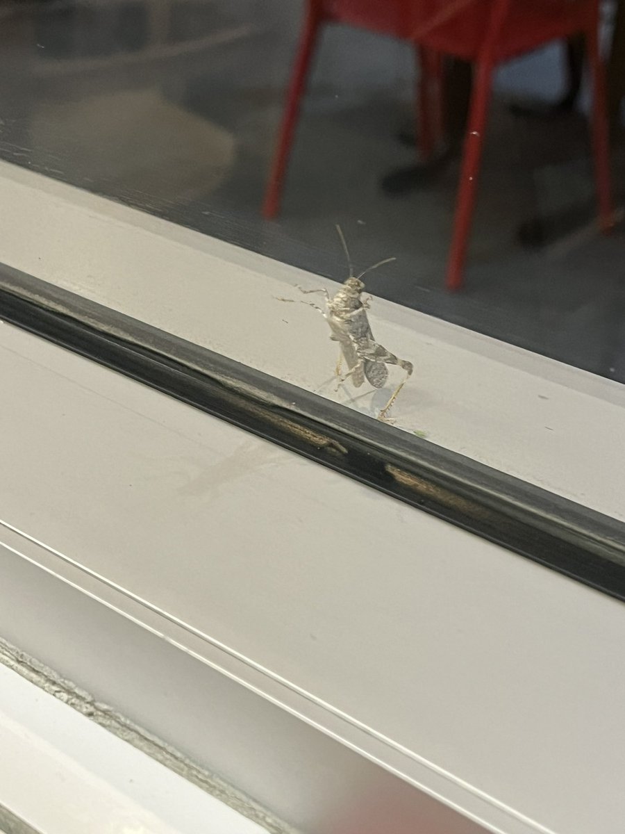 tvgirlz's tweet photo. A locust trying desperately trying to get into a “Five Guys” https://t.co/buqENEbDzA