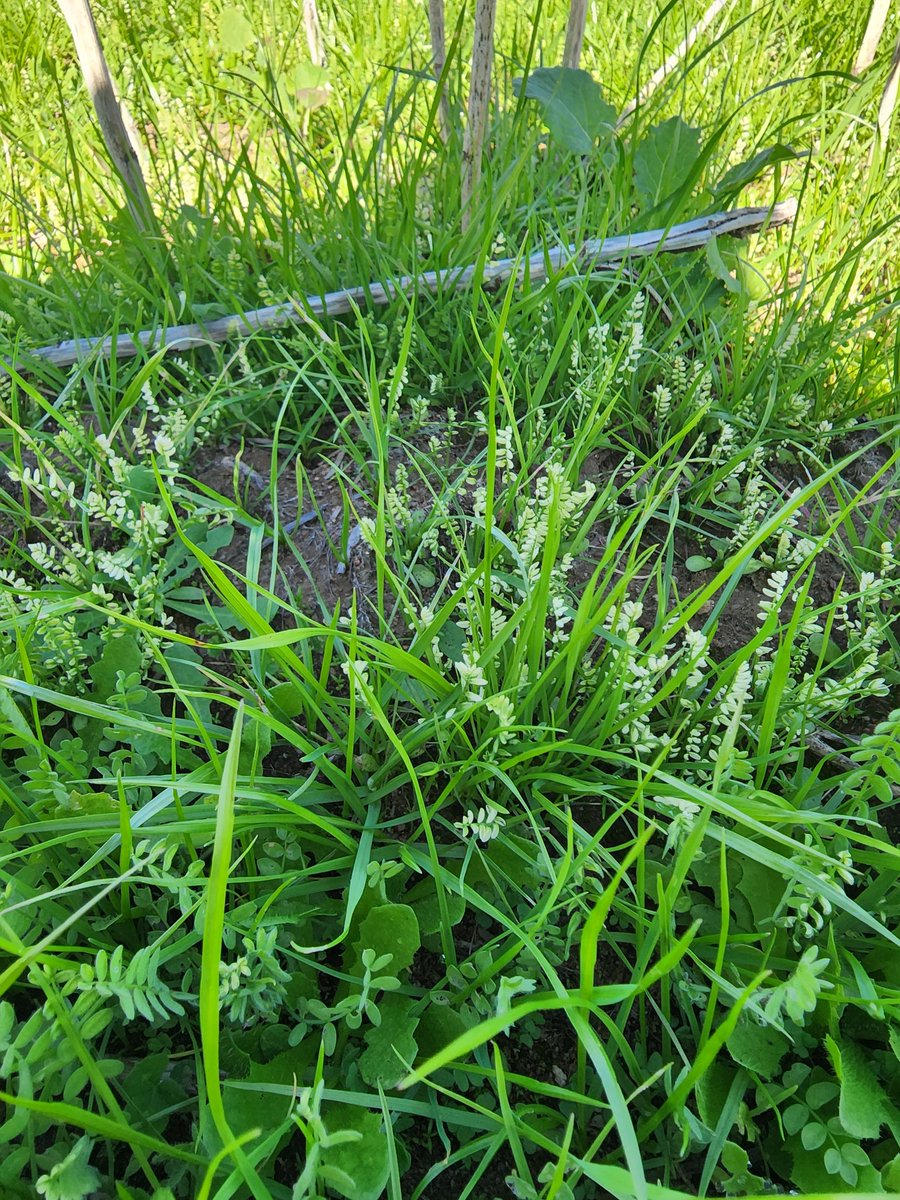 GuinnessTristan's tweet photo. 10 months and roughly 500 mm of rain later overwatch, still affecting seredella while the ryegrass pushes through. https://t.co/4mmXHrAdAO