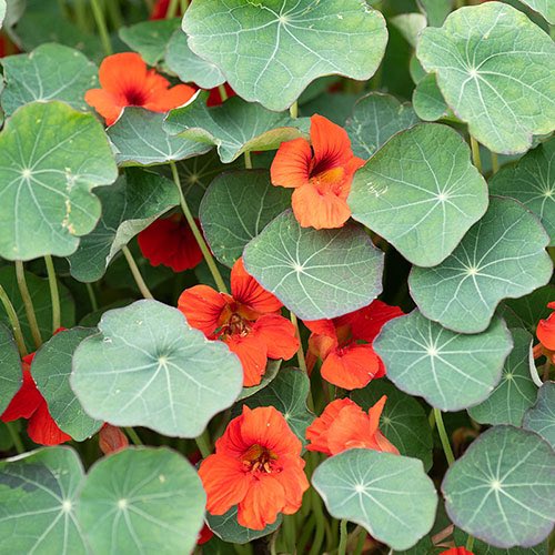 Portalshock's tweet photo. @Mynotar I love Nasturtiums for their vibrant flowers and their cute round leaves! https://t.co/Frx5lOyYwi