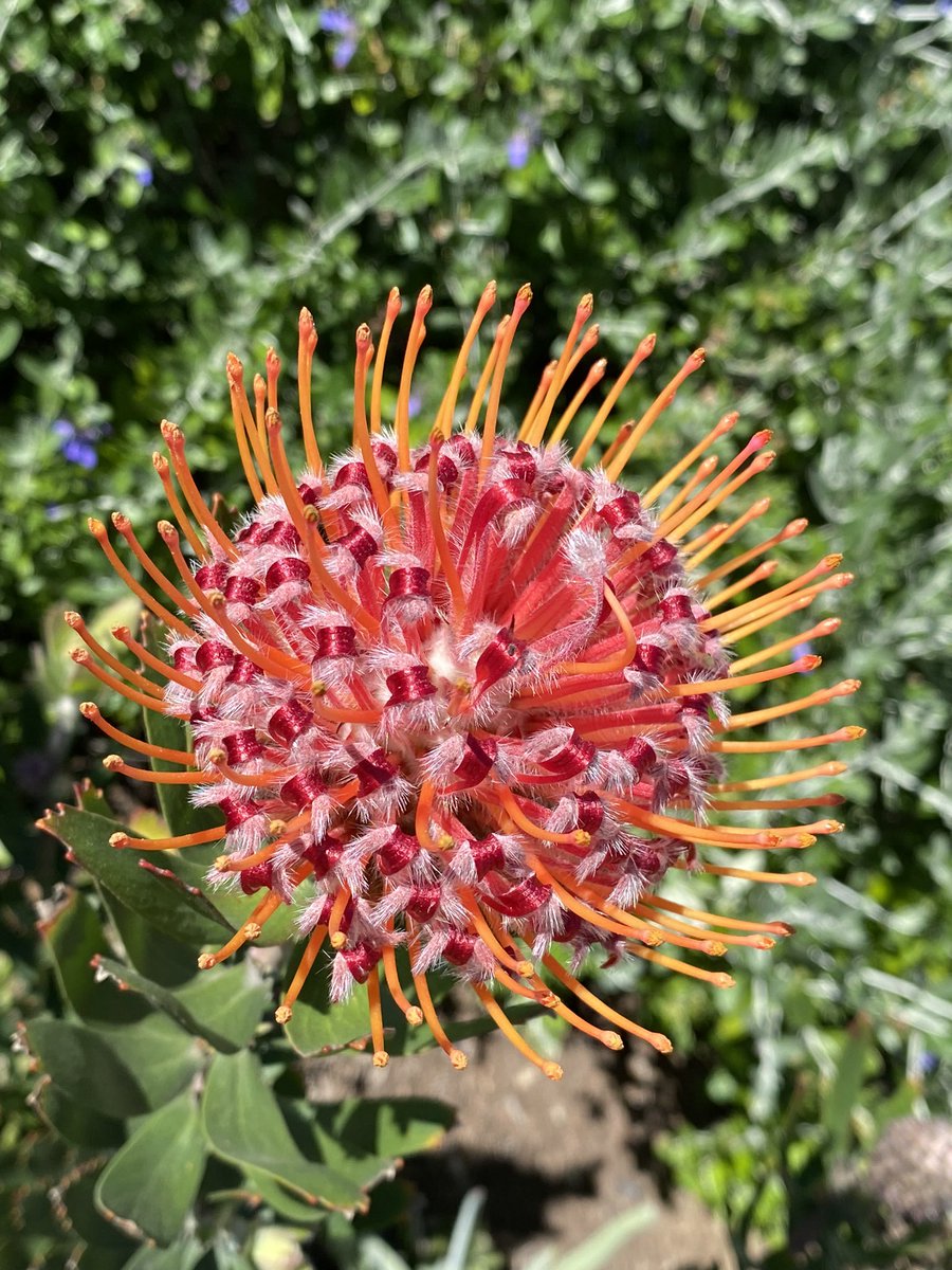 Leucospermum a type of Proteaceae aka Pincushion at two levels of blooming. Our creator was having fun when this one was made- so cool looking! #pincushion #proteaceae #blooms