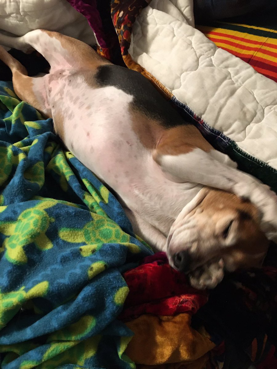 CaldecZoo's tweet photo. Almost missed #nationalbeagleday https://t.co/u3JbIZqAQI