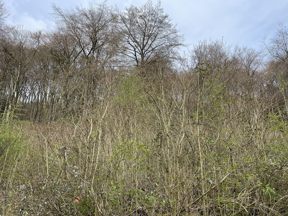 Copsework (@copseworker) on Twitter photo Yesterday I saw this natural regeneration right next to trees planted in tubes <a href="/QECP/">Queen Elizabeth Country Park</a> Maybe the trees are a different species but it makes me wonder why we plant trees when natural regeneration is often better. Yesterday I saw this natural regeneration right next to trees planted in tubes <a href="/QECP/">Queen Elizabeth Country Park</a> Maybe the trees are a different species but it makes me wonder why we plant trees when natural regeneration is often better.