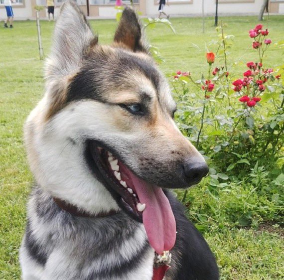 Bu dünya güzeli kızımız maalesef sahibi tarafından istenmiyor..
İyi bakılmıyor ve ilgi göremiyor..
Ona hakettiği ilgiyi,bakımı,sevgiyi verecek yeni ailesini arıyoruz
7yaşında,kısırlaştırma şartıyla verilecektir
Çok sağlıklı bir can
İstanbul/Kadıköy 
0533  156 84 30
<a href="/AysemOzleyis/">Ayşem Özleyiş Oğuz 🌱</a>