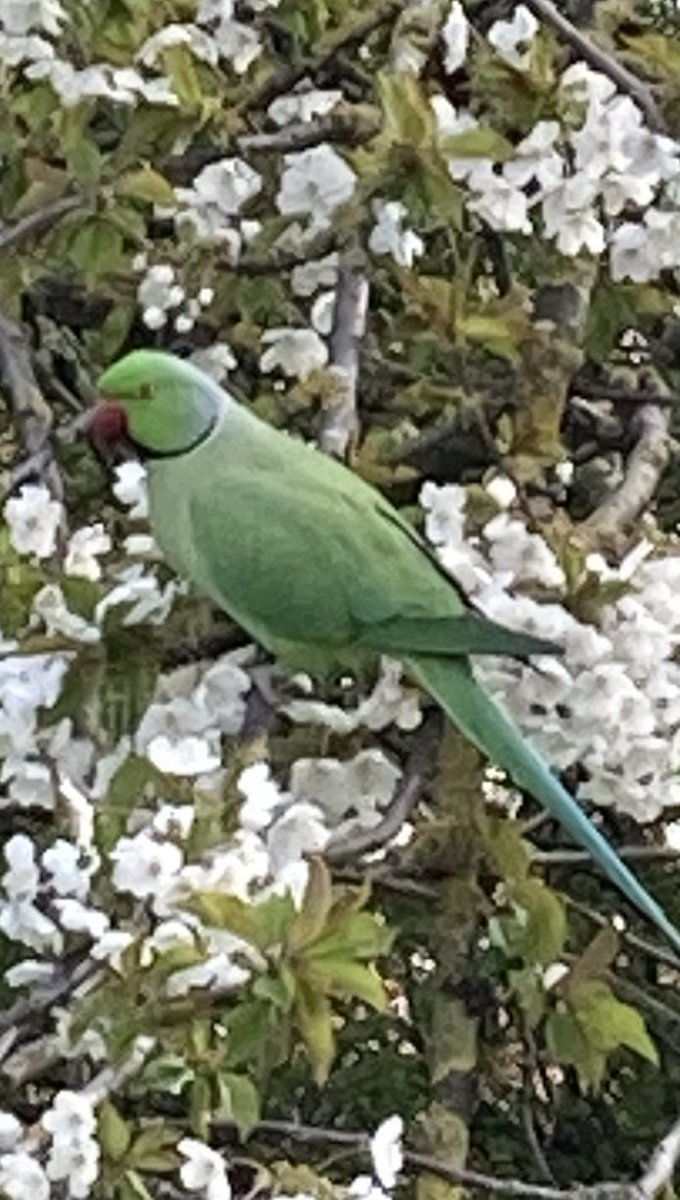 Apparently there are somewhere around 50,000 Green #Parakeets in #London parks and despite many rumours, no one really knows how they arrived. The birds were first noted in the 1880’s so that dispels many of the #celebrity #myths