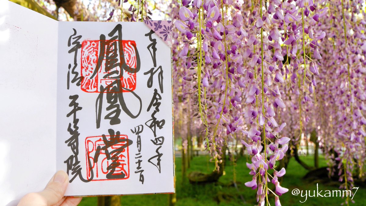 yukamm7's tweet photo. 【平等院鳳凰堂 藤①】紫の藤の花房に縁取られた、朱色の国宝・鳳凰堂。一生に一度は見てみたい絶景です。近年の見頃は四月の三週目頃。鳳凰堂と藤棚に距離があるため、望遠レンズを持っていくと良い写真が撮影できます。御朱印も藤と記念撮影しました𖧷
#神社仏閣 #京都 #写真 https://t.co/GAOBoSfNgz