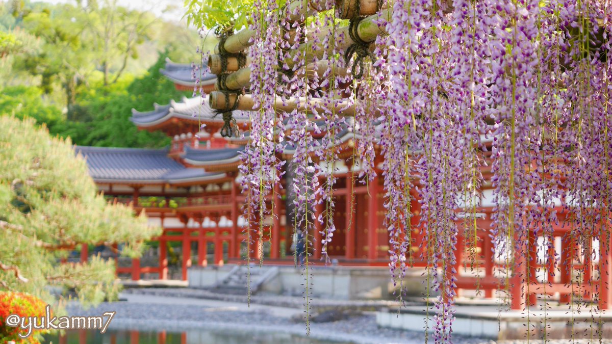 yukamm7's tweet photo. 【平等院鳳凰堂 藤①】紫の藤の花房に縁取られた、朱色の国宝・鳳凰堂。一生に一度は見てみたい絶景です。近年の見頃は四月の三週目頃。鳳凰堂と藤棚に距離があるため、望遠レンズを持っていくと良い写真が撮影できます。御朱印も藤と記念撮影しました𖧷
#神社仏閣 #京都 #写真 https://t.co/GAOBoSfNgz