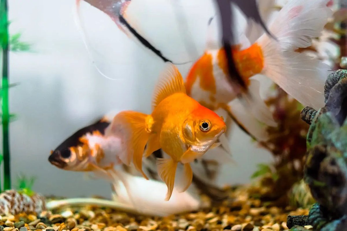 Die häufigsten Anfängerfehler in der Aquaristik. Besuchen Sie für Details > cutt.ly/T5dFR35
•
•
👉 <a href="/aquarium/">Mariela</a>.welt3
👉 aquarium-welt.net
•
•
#aquariumtiere #aquariumpflanzen #aquariumtechnik #natureaquarium #nanoaquarium #bestoftheday #follow #photo #beautiful