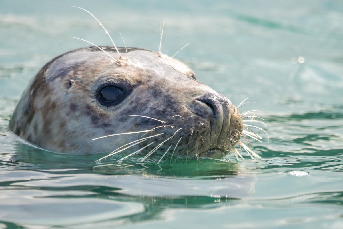 Lots of lovely wildlife about at the moment!  Look at this beautiful grey seal posing for the camera 🦭😍

#wildlifephotography #wildlife #naturelovers #seal #greyseal #atlanticocean #Cornwall #padstow #boattrip #sealifesafari
