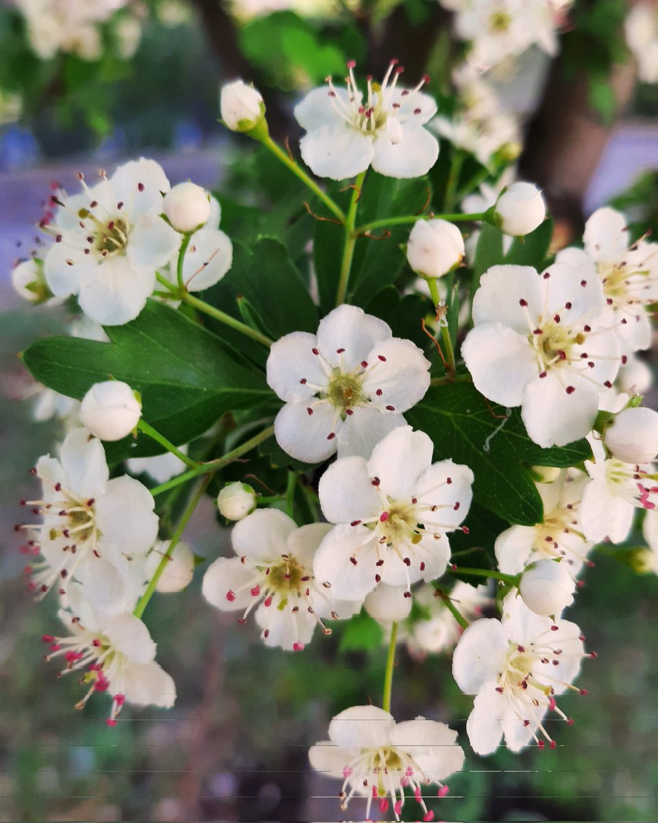 celesgalan64's tweet photo. #blancas y #radiantes
#arbol #florido 🌿💮💮💮🌿
#NaturePhotography
#florecillas #blancas https://t.co/N5iukPHBtQ