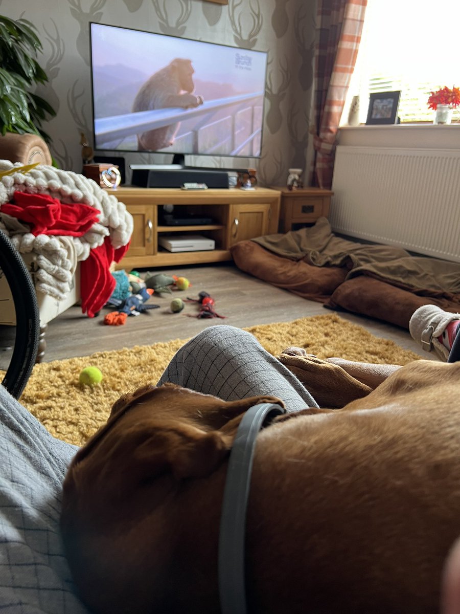 Johnnywiggla's tweet photo. @SundayBrunchC4 
Laszlo in Southampton clearly could care less 😂 https://t.co/m4GGsIn5GL