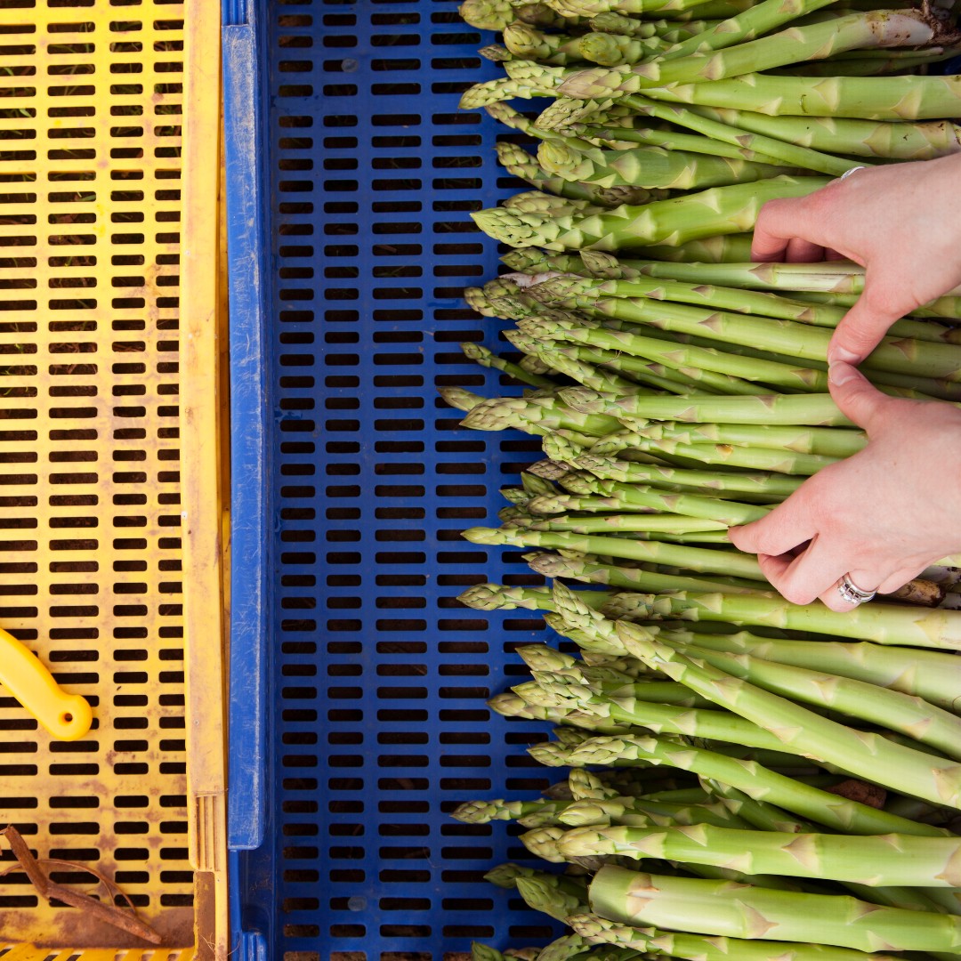 Happy St. George’s Day! 💚 Today marks the official start of the British asparagus season. 🎉 Follow us and check out our website for plenty of British asparagus recipe inspiration and top tips over the next eight, joyous weeks.