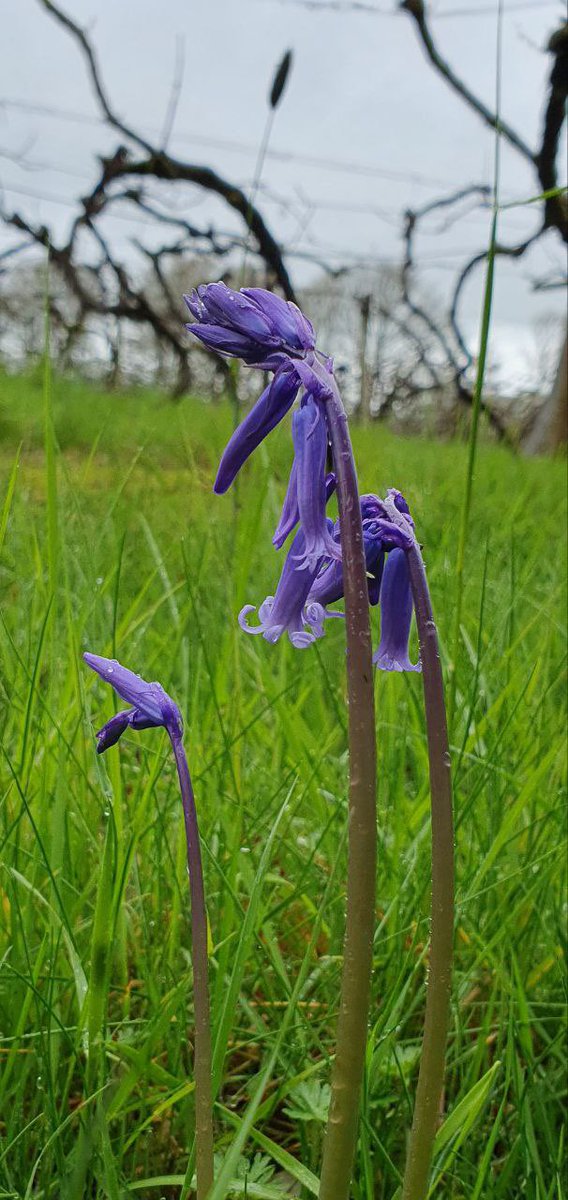 Bluebells at #harbournevineyard #nature
