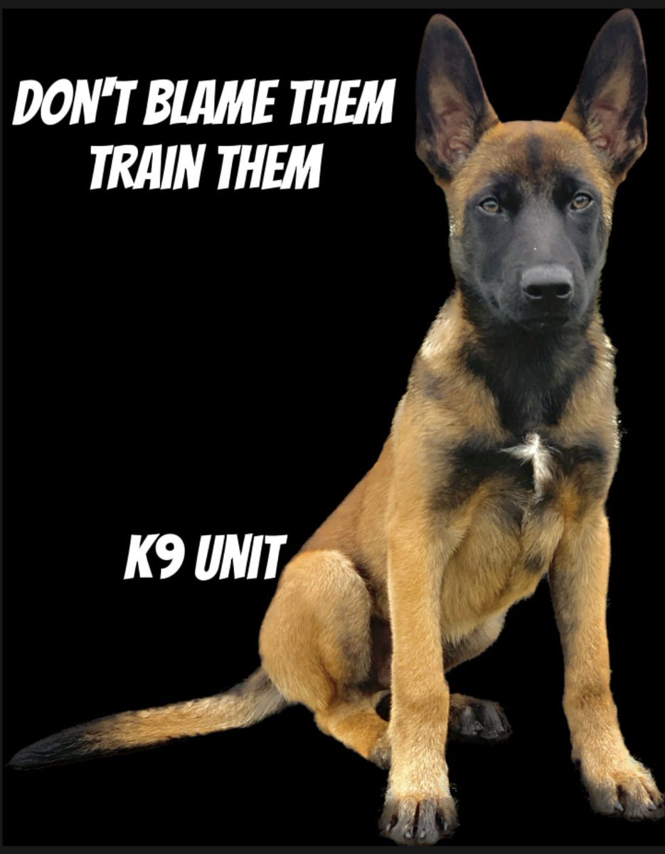 ccpdogs's tweet photo. Don’t blame them, train them. #ccprotectiondogs #protectiondogs #belgianmalinois #protectiondogsforsale https://t.co/S1uqAN8ISk