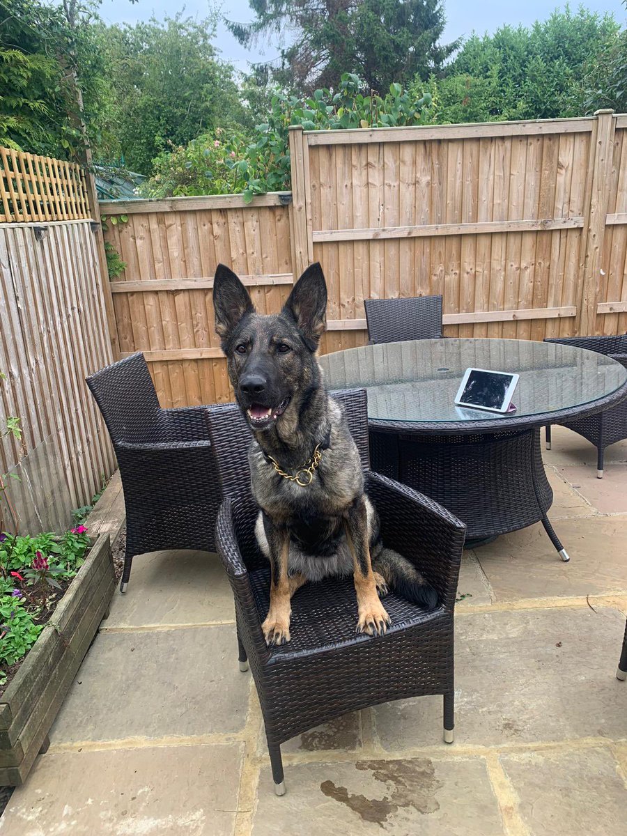 PD Zaki was in action again last night, after a group of males were seen with weapons they later ran from officers. They were caught but no weapons found. Zaki then searched the route they had run and located knives and other weapons. #TheNoseKnows