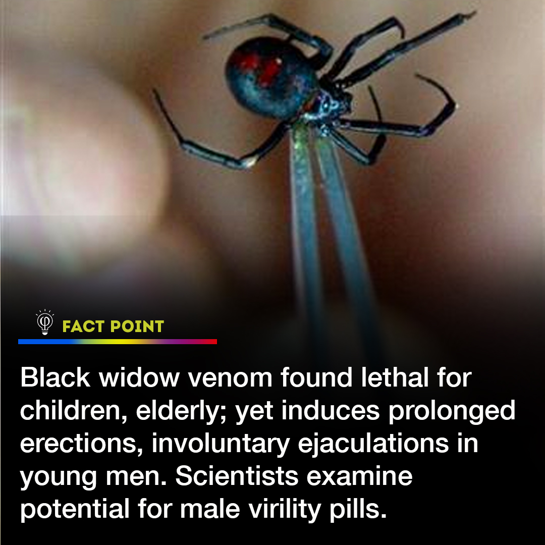 FactPoint's tweet photo. When danger turns into a surprising discovery 🕷️ Black widow venom proves fatal for children &amp; elderly, but may hold the key to new virility pills for young men 💊 Stay tuned for updates! #NatureMeetsScience #BlackWidowVenom #UnexpectedDiscovery #VirilityPills #ScienceSurprises https://t.co/WCP7L8ajlo