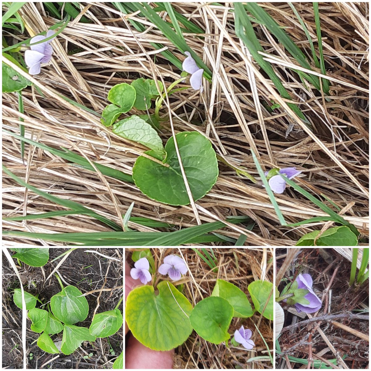 GatherOnlySeeds's tweet photo. Ahead of #WildflowerHour and still looking down...  #MarshViolet #ViolaPalustris spreading vigourously  in a trailside flush. A first for the site &amp; for me.

Almost the only plant to benefit from close late brush-cutting. #Bumblebees are in for a #PollinatorHungryGap https://t.co/iBHKKQEPVj