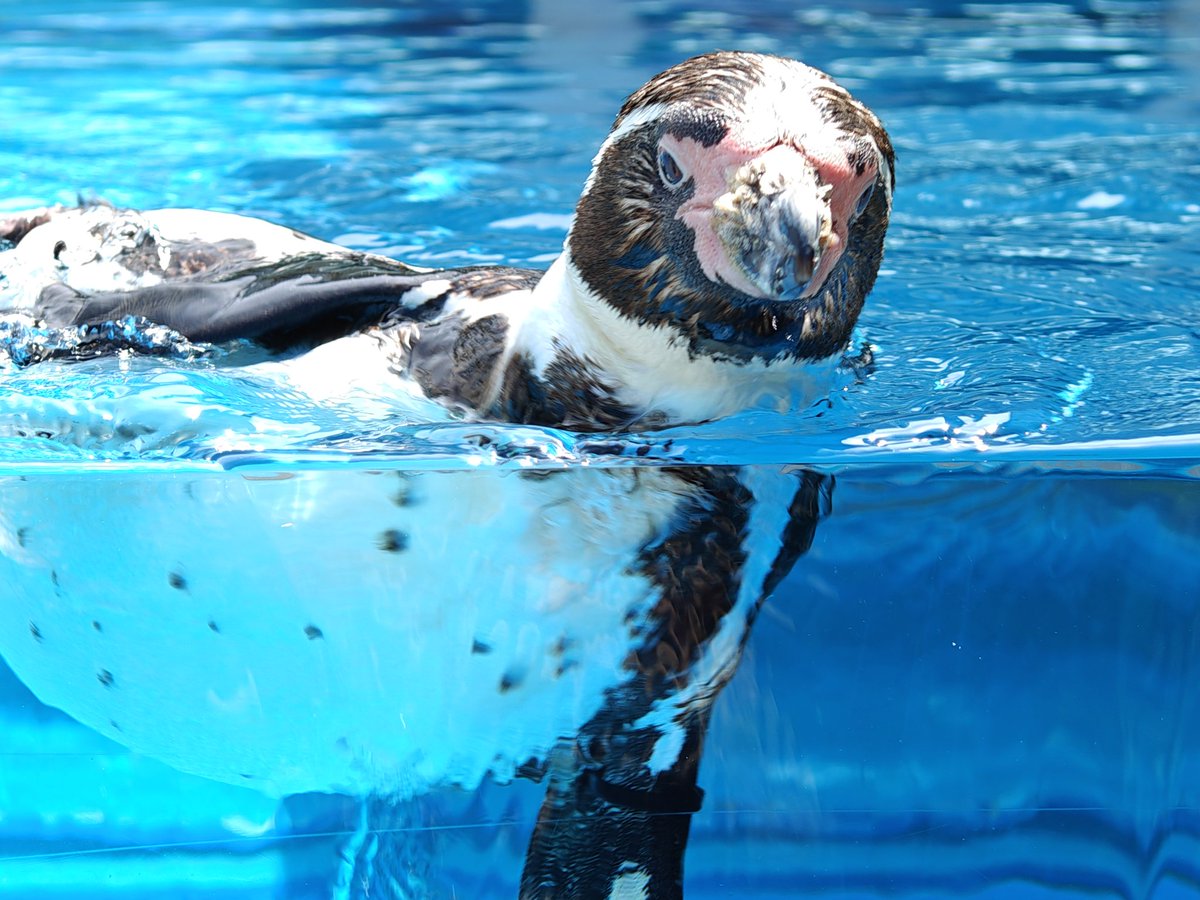 THEORALmari's tweet image. 皆OPPOのfindX6プロ買おう！
こんな写真が撮れるよ！

 #鳥羽水族館 
 #OPPO
 #FindX6Pro