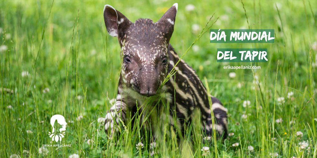 MyAnimalBond's tweet photo. ¡Feliz Día Mundial del Tapir! Escuchar y comunicarse con los animales nos ayuda a entender sus necesidades y protegerlos. ¡Honremos a los tapires y creemos una cultura de protección y conservación de la naturaleza! #ComunicaciónAnimal #DíaMundialDelTapir #ProtecciónDeLosAnimales https://t.co/UlAq73lbWx