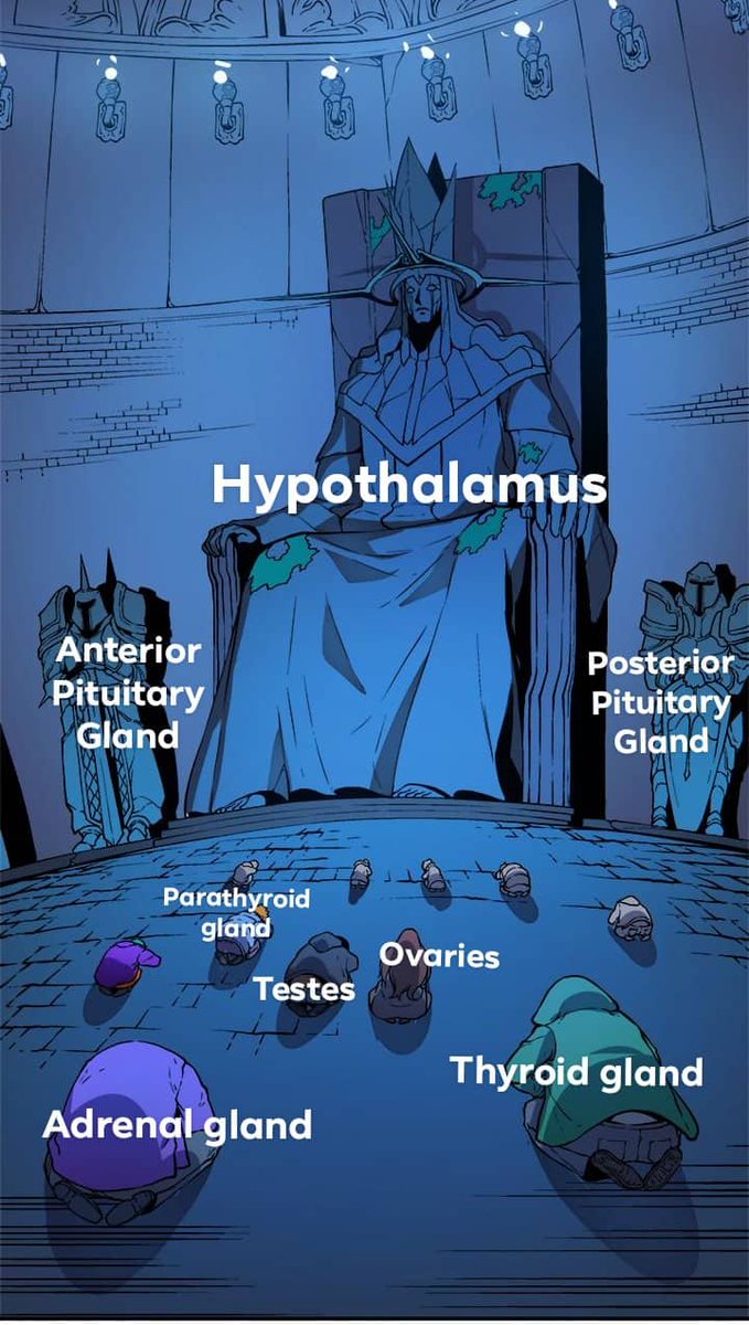 📌 HYPOTHALAMUS - "bossing", targets PG which, in turn, stimulates the production and regulation of hormones by other endocrine glands.  

📌 PITUITARY GLAND - "master gland", functions as TRANSPONDER or INTERPRETER of neural inputs from HYPOTHALAMUS