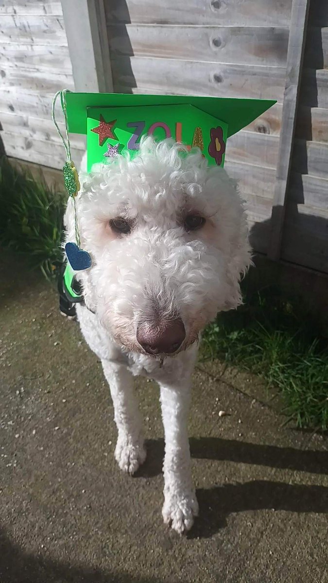 mycaninecompani's tweet photo. CONGRATULATIONS TO OUR NEWEST GRADUATE!!
Introducing newly qualified MCC autism service dog Zola!
After completing her final training, Zola has now returned home to her family to take on her very important role!
#autism #autismservicedog #teammcc #assistancedog #graduate https://t.co/HLiPMME6hs
