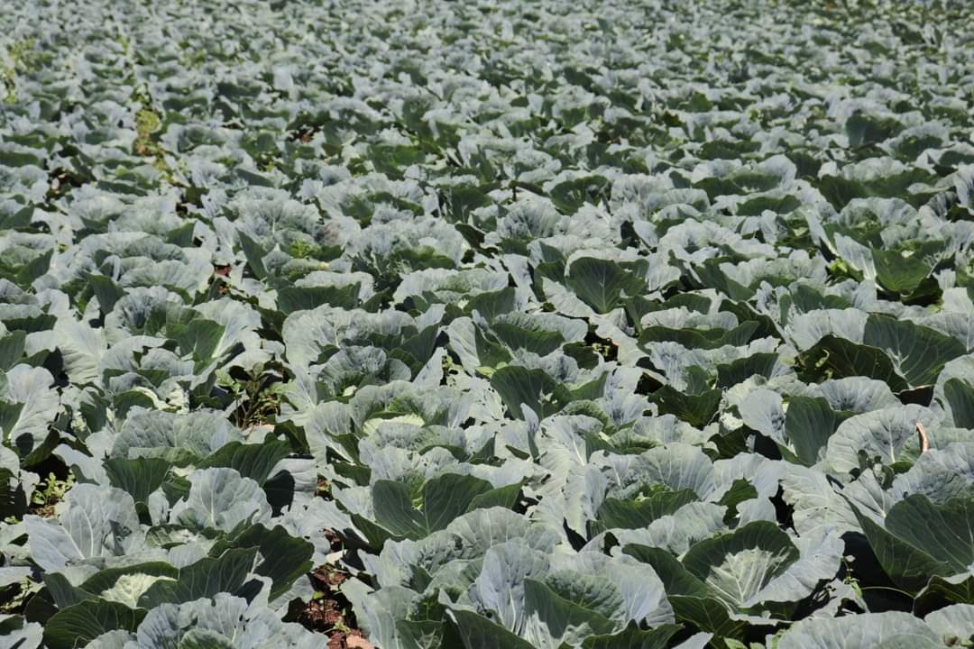 farmeronfire1's tweet photo. Hi farmers,

Do you know the 4Rs of fertilizer application?
1.  applying the right type
2.  at the right rate
3.  at the right time
4.  in the right place

Otherwise unajiwaste 

What do you have in the farm right now ?
Get free advice on the ideal Baraka fertilizer 
#fertilizer https://t.co/8oygN5TeoP