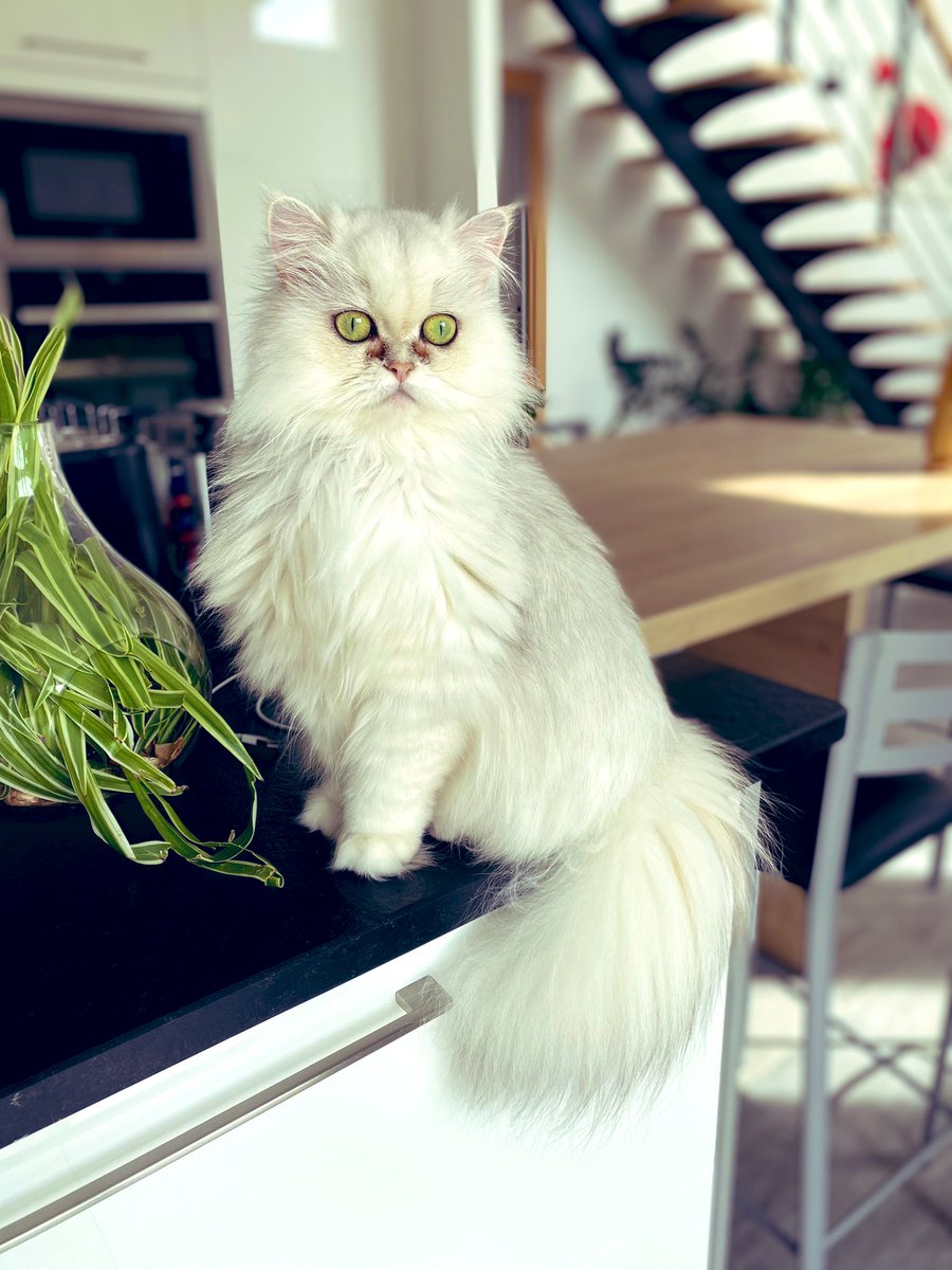 SChambaron's tweet photo. Les #persans #chat https://t.co/78FniwnB8N