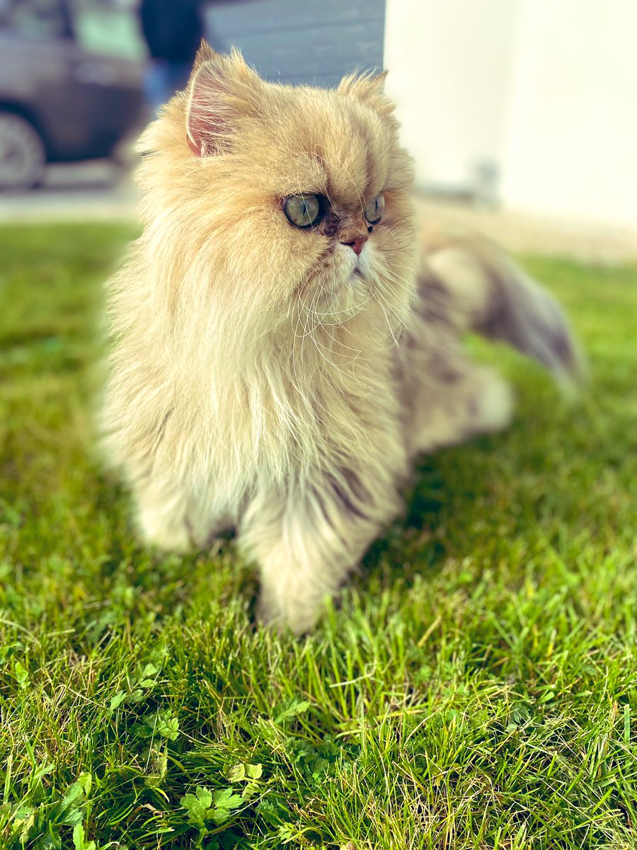 SChambaron's tweet photo. Les #persans #chat https://t.co/78FniwnB8N