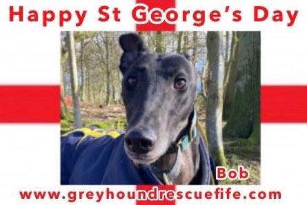 Happy St George's Day.
Bob & all the #Greyhounds at #GRF would like to wish everyone a Happy St George’s day!                        #HappyStGeorgesDay #StGeorgesDay #AdoptDontShop #HappyDay #RescueDogs #AdoptAGreyhoundMonth ❤️ 🌹🏴󠁧󠁢󠁥󠁮󠁧󠁿🐾🐶