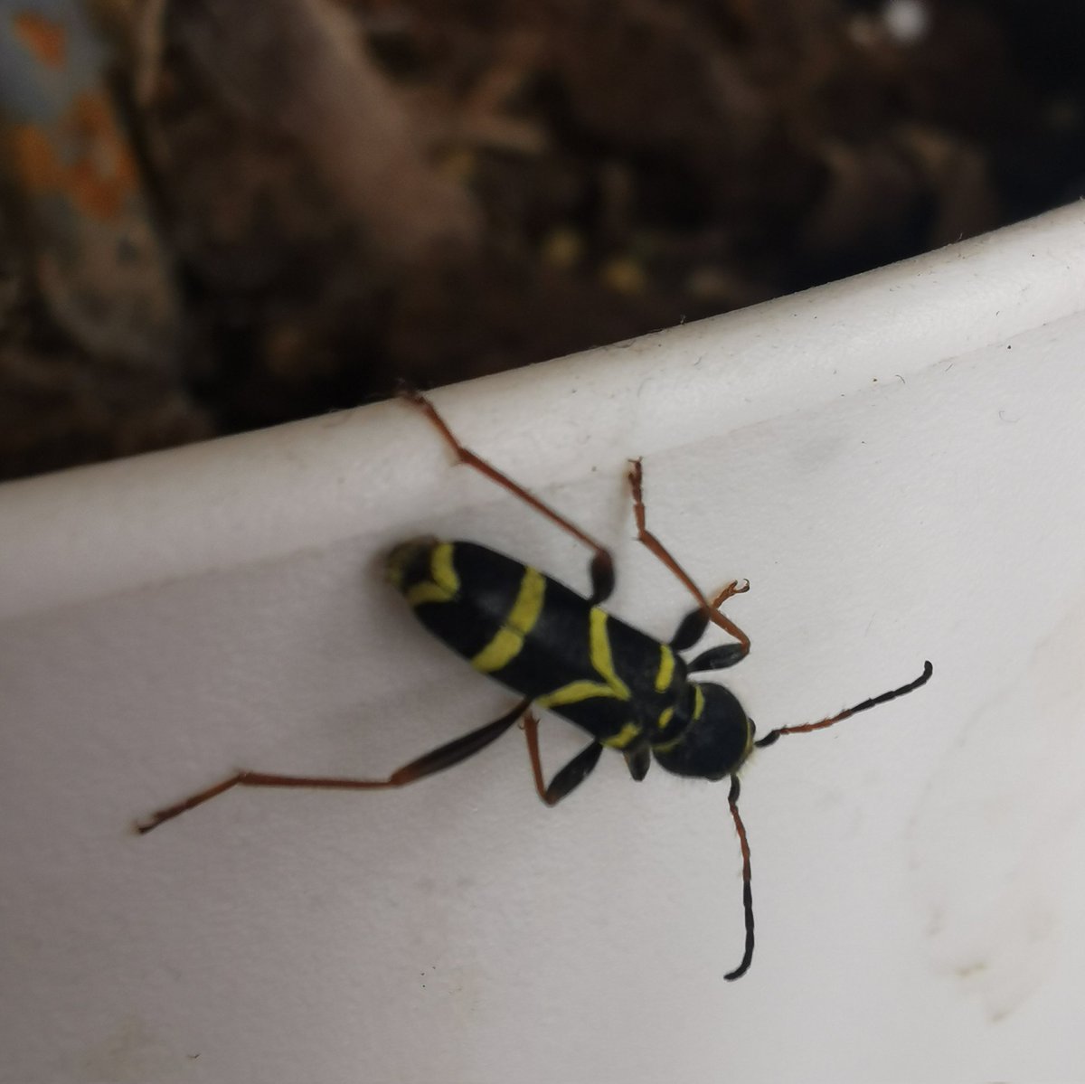 Jules Button tweet media